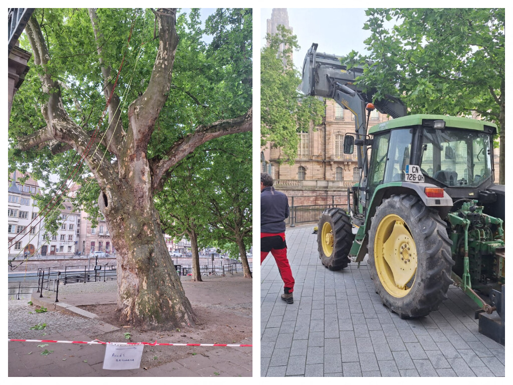pourquoi cet arbre remarquable va se faire tirer par un tracteur situé de l'autre côté du quai