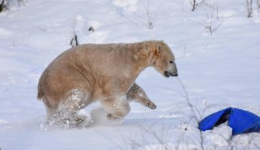 Le plus vieil ours polaire du Royaume-Uni est mort, euthanasié pour des raisons de santé