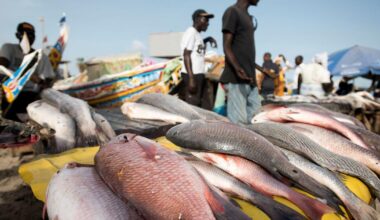 La fin des accords avec l’UE ne suffira pas à sauver les pêcheurs sénégalais