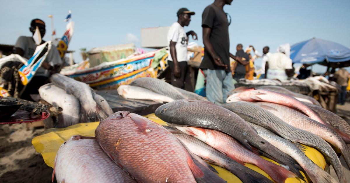 La fin des accords avec l’UE ne suffira pas à sauver les pêcheurs sénégalais