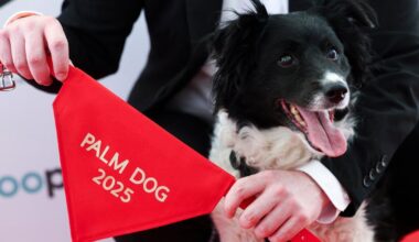 Le chien Panda, vedette du film L’amour qu’il nous reste, remporte la « Palm Dog »