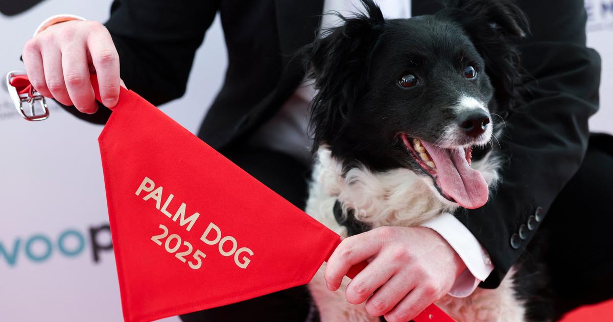 Le chien Panda, vedette du film L’amour qu’il nous reste, remporte la « Palm Dog »