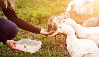 Le Royaume-Uni annonce lever son embargo sur la viande de canard française