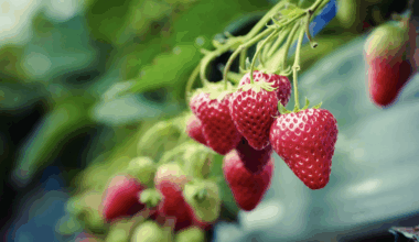 une pluie de fraises et de bonnes affaires