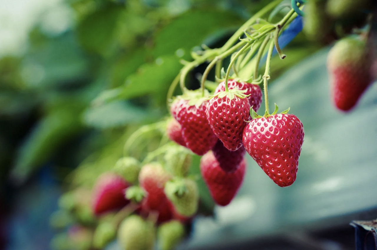 une pluie de fraises et de bonnes affaires