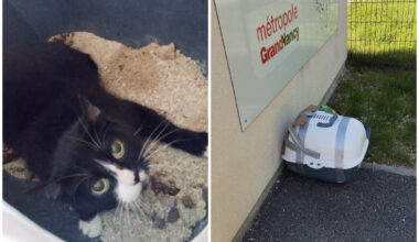 Lorraine. Abandonnée dans ses excréments devant un refuge, cette chatte de 7 ans recherche une famille
