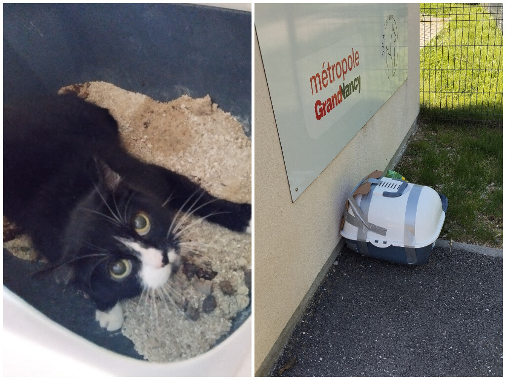 Lorraine. Abandonnée dans ses excréments devant un refuge, cette chatte de 7 ans recherche une famille