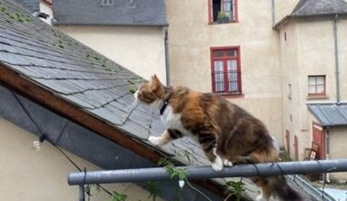 une Rennaise demande de l'aide pour sauver sa chatte