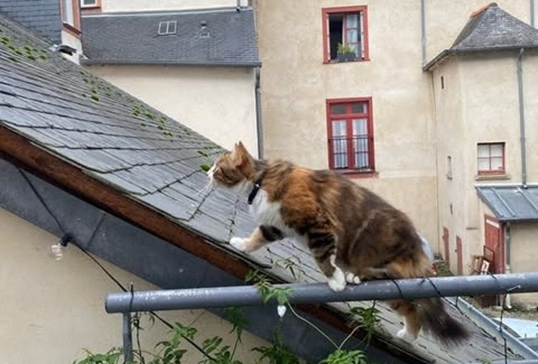 une Rennaise demande de l'aide pour sauver sa chatte