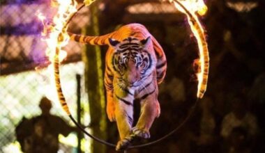 Un cirque controversé, le concert de DJ Snake au Stade de France... L'info à midi en Île-de-France