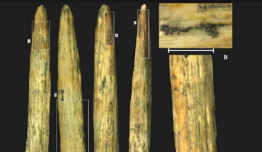 Un fragment d’arme de chasse démontre l’inventivité des Néandertaliens