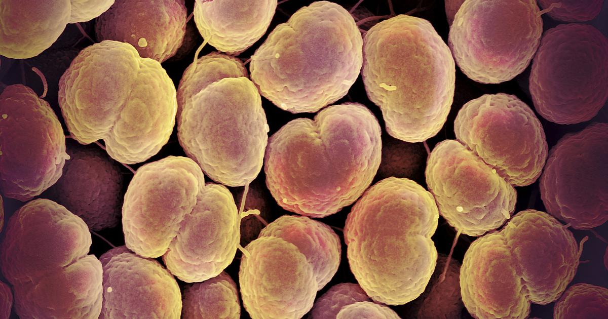 Les autorités britanniques lancent une campagne de vaccination contre la gonorrhée, une première mondiale