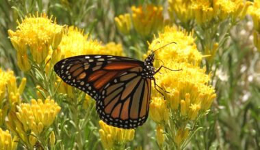 déclin «alarmant» du nombre d'insectes