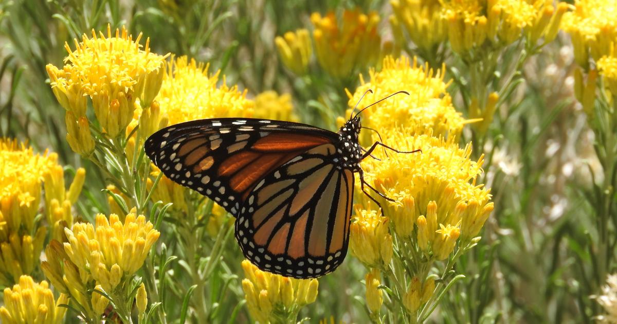 déclin «alarmant» du nombre d'insectes