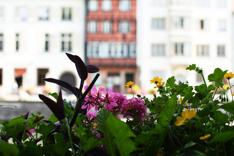Détails végétaux (8) quais fleurs