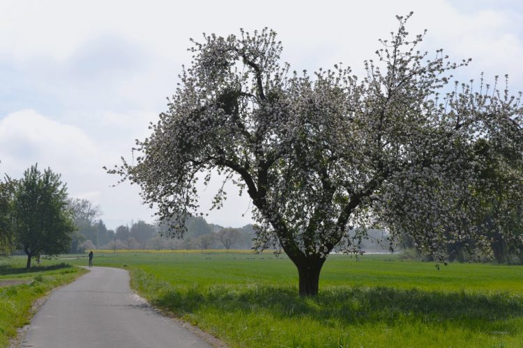 Piste des Forts – partie allemande