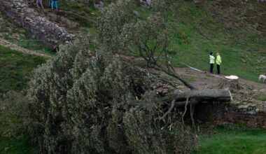 Au Royaume-Uni, deux hommes devant la justice pour avoir abattu l’“arbre de Robin des bois”
