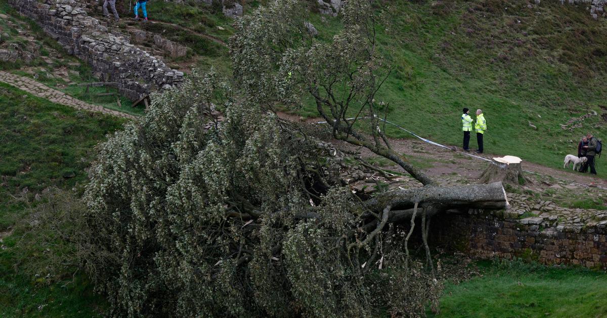 Au Royaume-Uni, deux hommes devant la justice pour avoir abattu l’“arbre de Robin des bois”