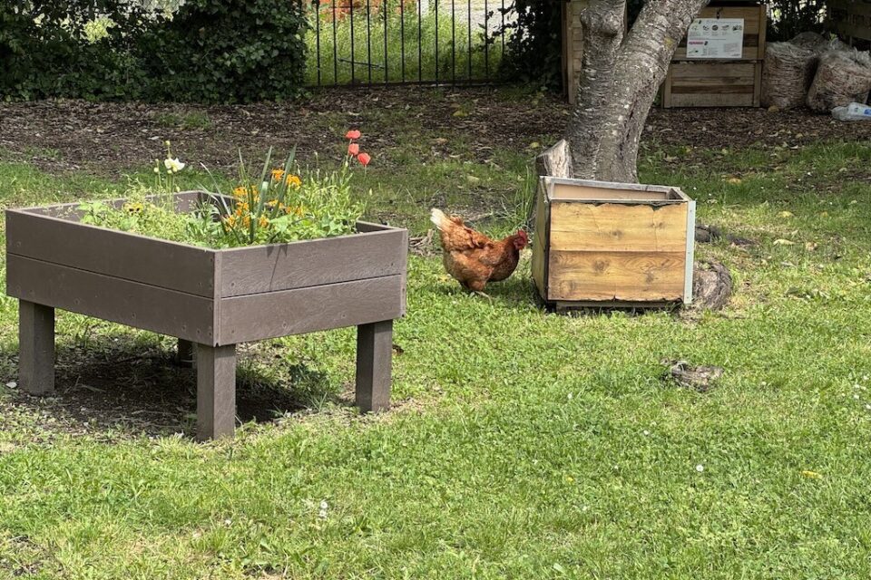 Des poules et des lapins au milieu de la cour oasis de l'école maternelle de Bénézet 