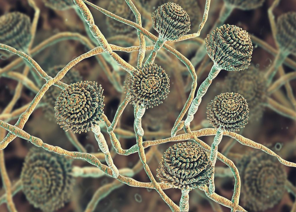 Champignon aspergillus