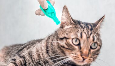 Alerte sur le risque des antiparasitaires pour les animaux domestiques