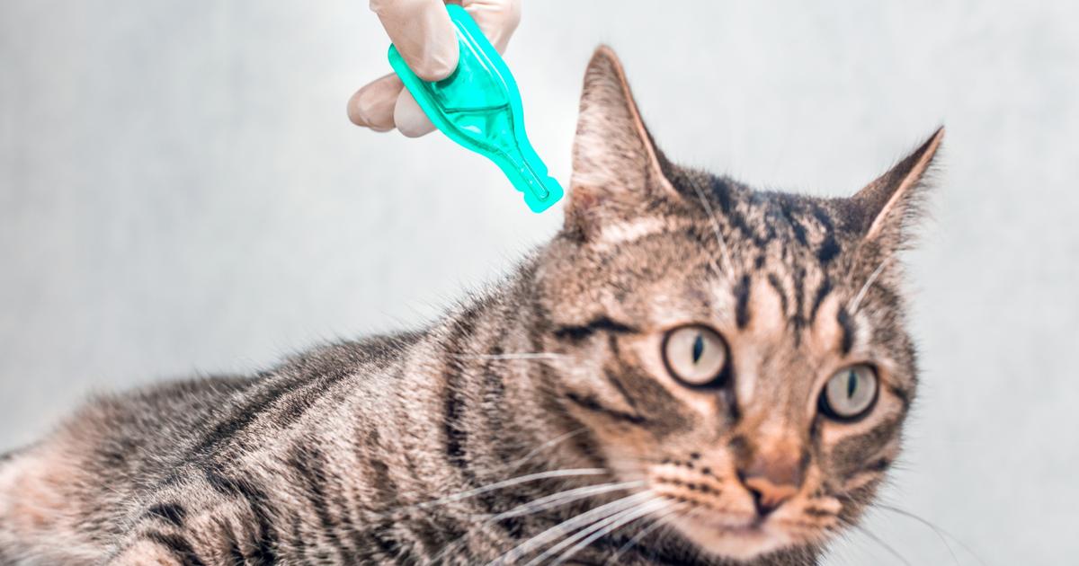 Alerte sur le risque des antiparasitaires pour les animaux domestiques
