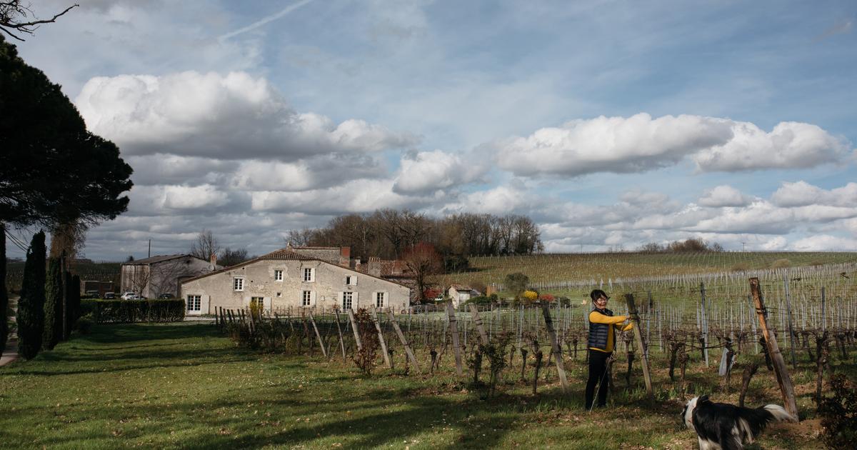 Dans le Bordelais, la désillusion des acheteurs chinois de vignobles