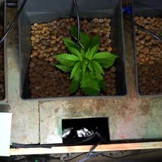 Immersion dans une ferme de cannabis. 