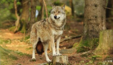 La présence du loup dans le Parc national des calanques serait "un indicateur de bonne santé"