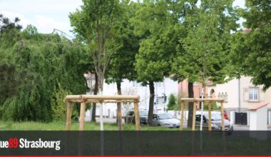 Strasbourg. La municipalité écologiste a planté 5 000 arbres