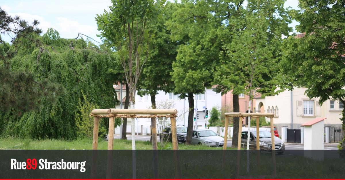 Strasbourg. La municipalité écologiste a planté 5 000 arbres