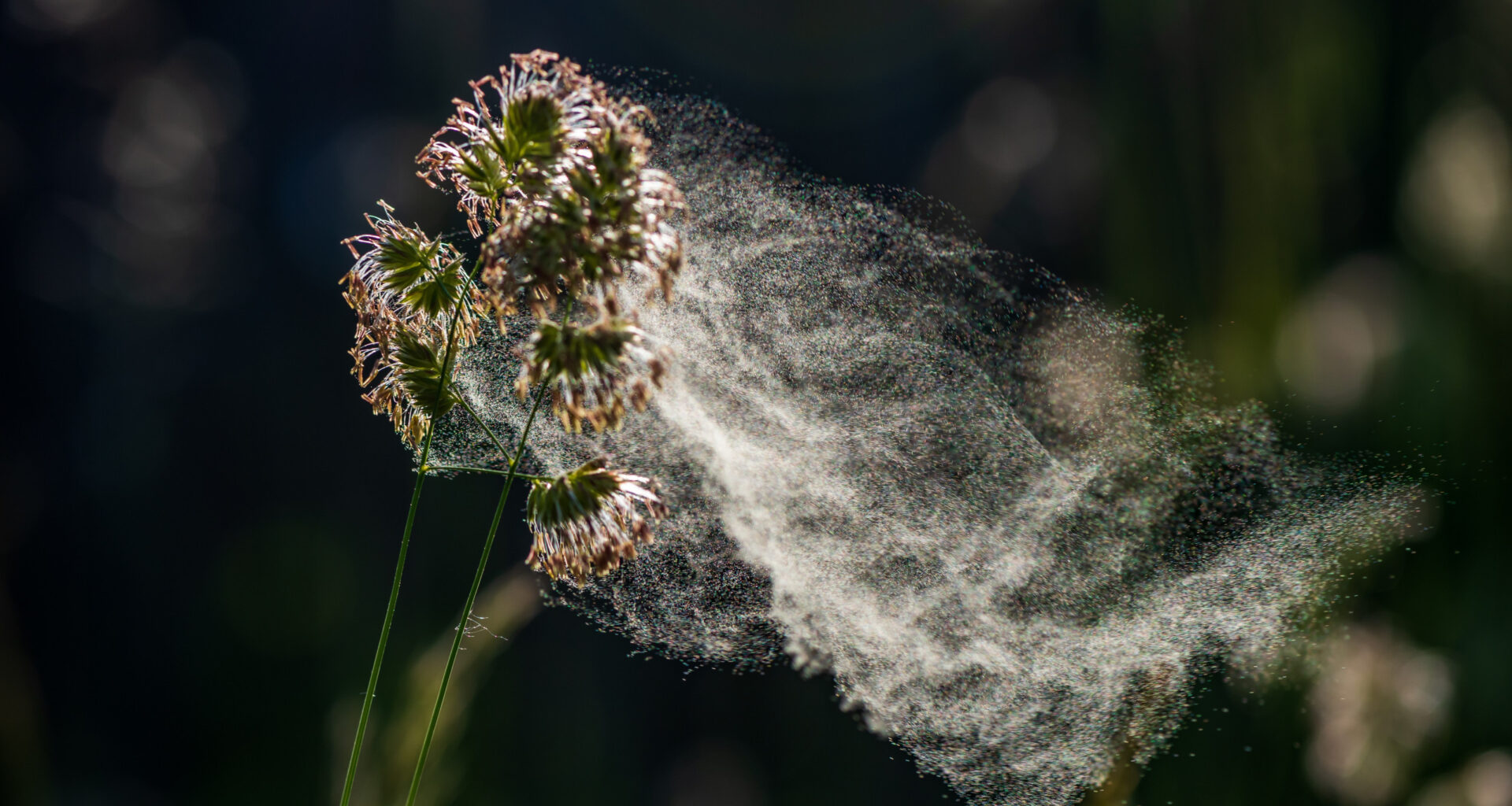 © Shutterstock - Le sentier propose de découvrir 24 espèces végétales identifiées pour leur potentiel allergisant.