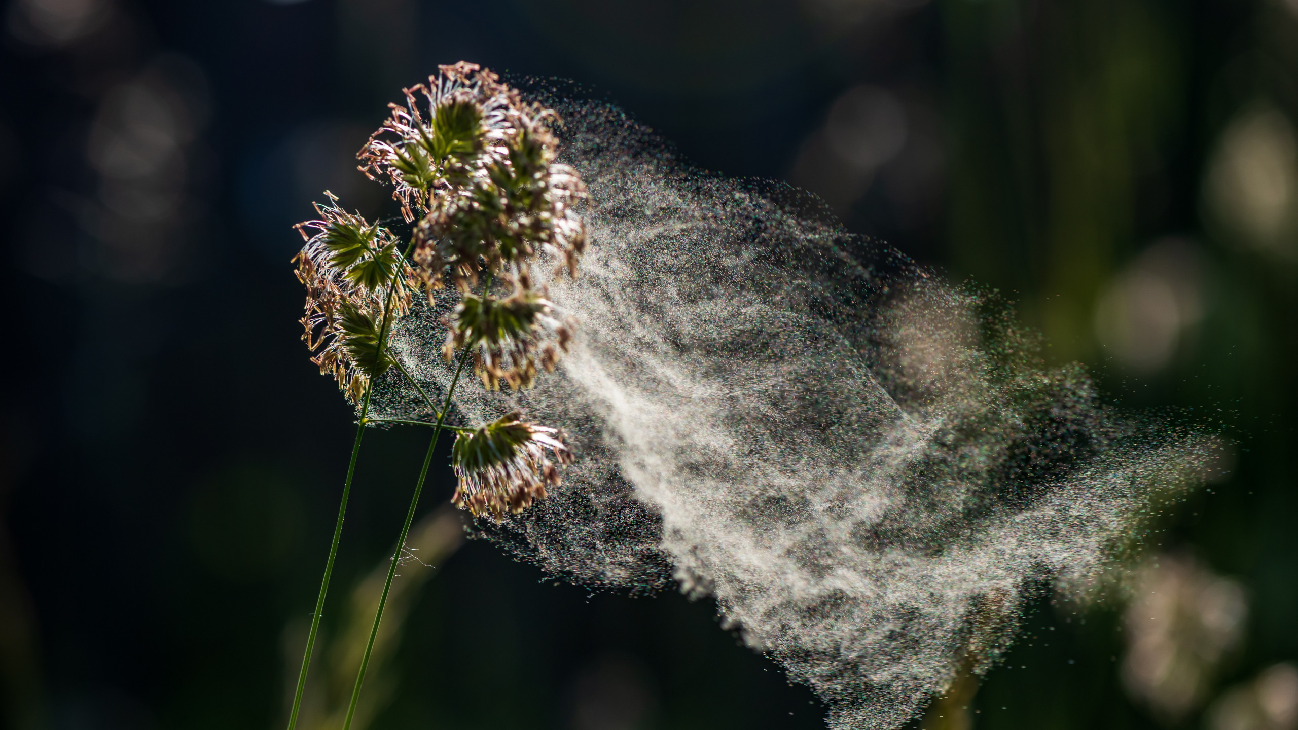 © Shutterstock - Le sentier propose de découvrir 24 espèces végétales identifiées pour leur potentiel allergisant.