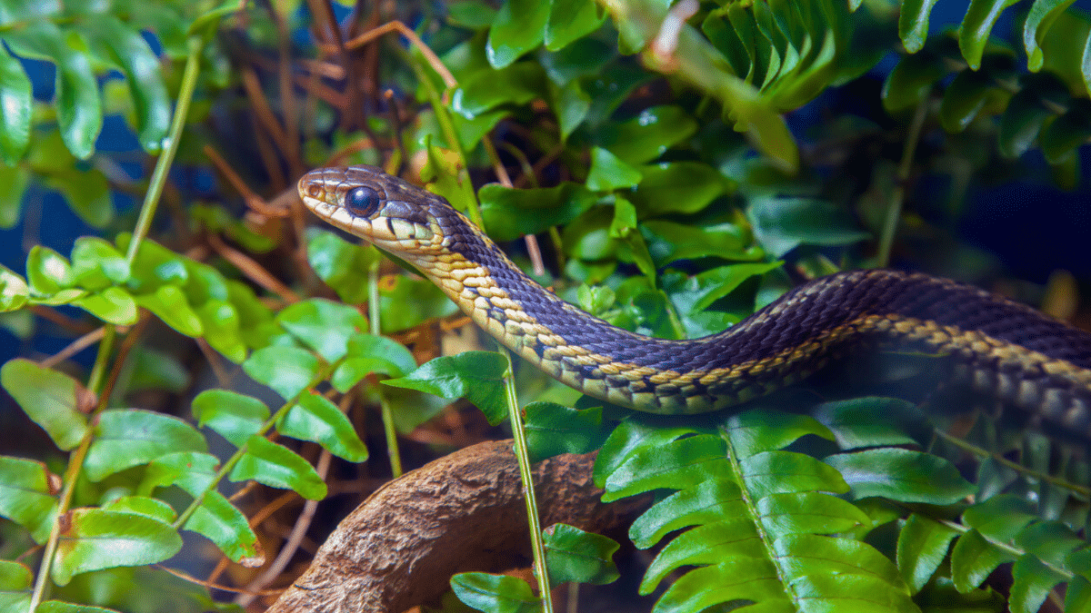 Ils vivent tout près de chez vous : ces 8 animaux sont les plus dangereux de France