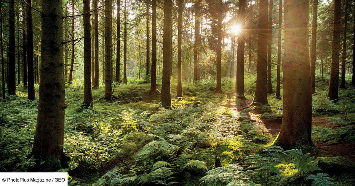 La communication secrète des forêts: selon une étude, les vieux arbres préviennent les jeunes du danger