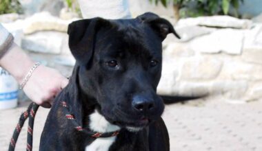 Un homme interpellé après avoir jeté des chiots vivants dans une poubelle à Nice