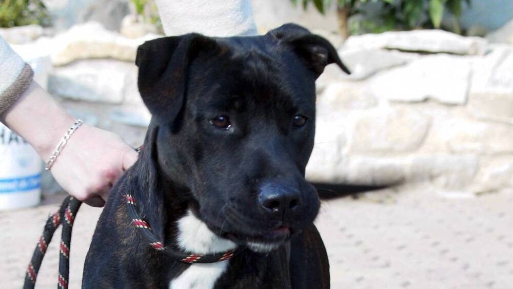 Un homme interpellé après avoir jeté des chiots vivants dans une poubelle à Nice