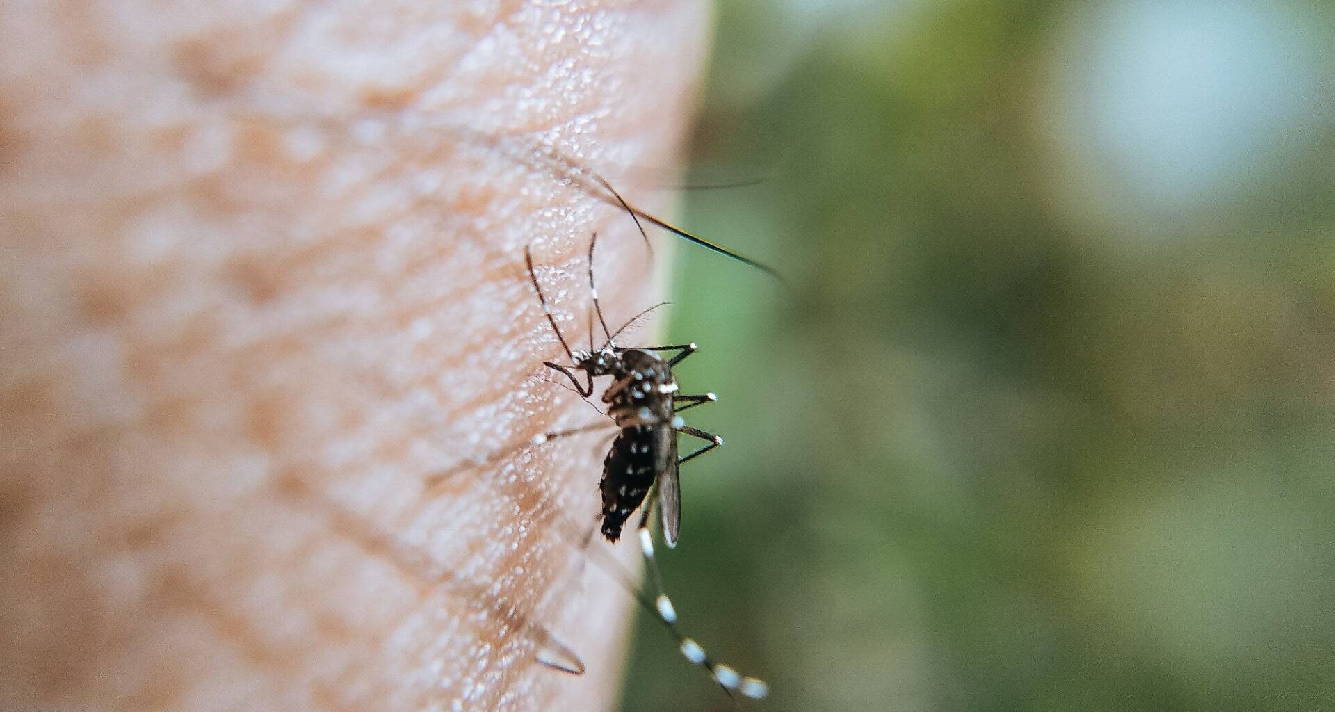 Déjà 13 cas de dengue, chikungunya et zika signalés depuis le 1er mai dans les Alpes-Maritimes et le Var, l'ARS alerte sur les moustiques-tigres