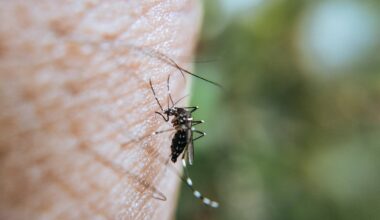 Déjà 13 cas de dengue, chikungunya et zika signalés depuis le 1er mai dans les Alpes-Maritimes et le Var, l'ARS alerte sur les moustiques-tigres