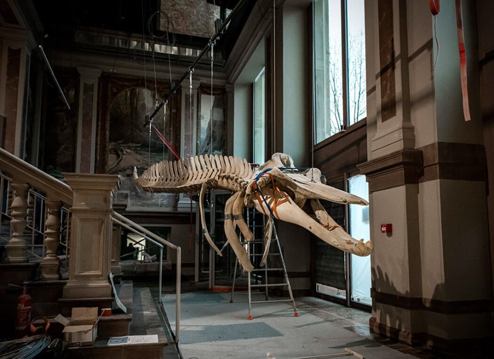 Installation du squelette de bérardie d’Arnoux (Berardius arnuxii) dans le hall de la biodiversité du musée zoologique de Starsbourg