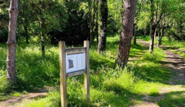 il y a 25 ans un arbre a été planté en leur honneur