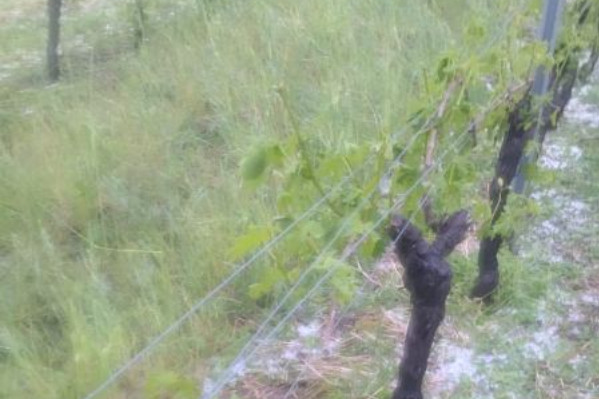 Dégâts de grêle sur vignes dégoûtées et sans défense