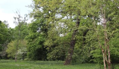 Dans les Hauts-de-Seine, les arbres sont notés pour évaluer les indemnités à payer en cas de dégradation
