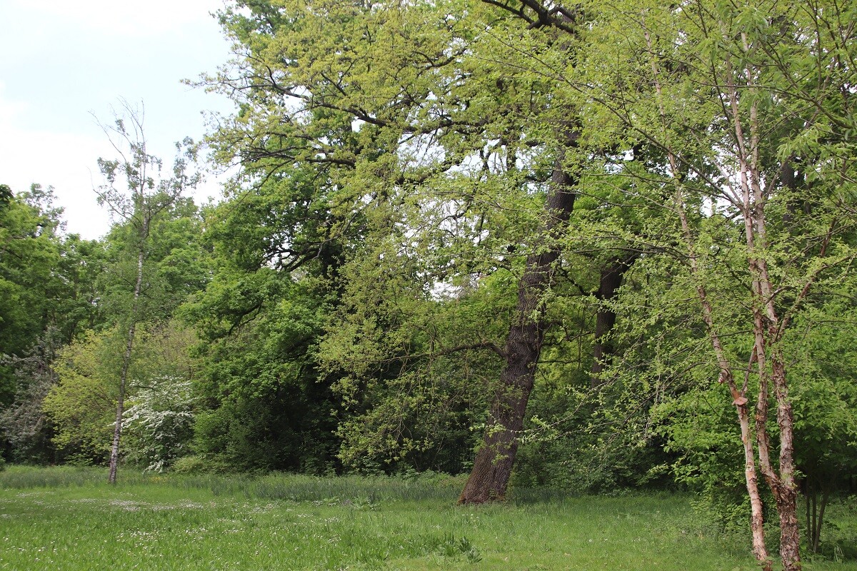 Dans les Hauts-de-Seine, les arbres sont notés pour évaluer les indemnités à payer en cas de dégradation