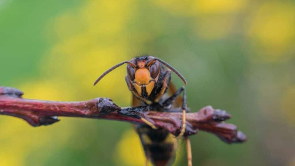 Ils vivent tout près de chez vous : ces 8 animaux sont les plus dangereux de France