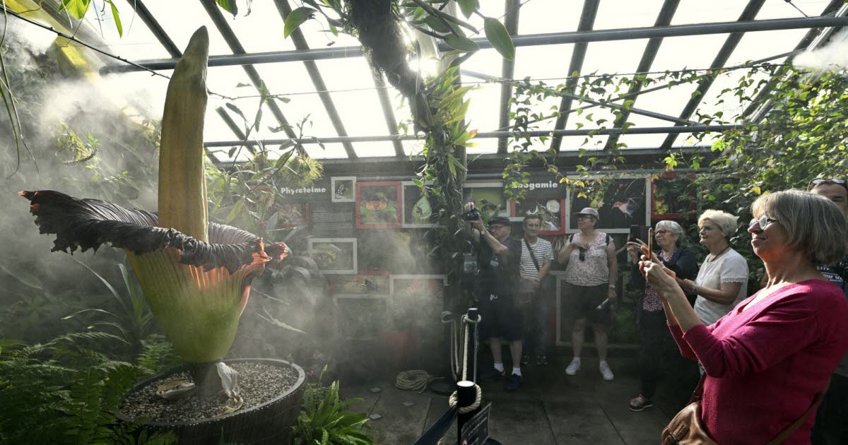 Grand Nancy. Un deuxième "Phallus de Titan" va fleurir au jardin botanique : une première en France