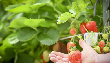 LA FERME DES FRUITIERS
