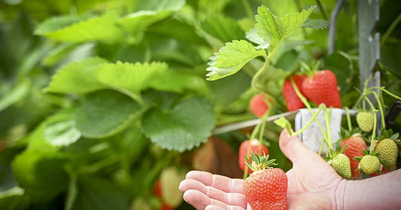 LA FERME DES FRUITIERS