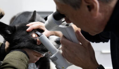 Insolite. À Strasbourg, un œil expert pour la santé des yeux des animaux
