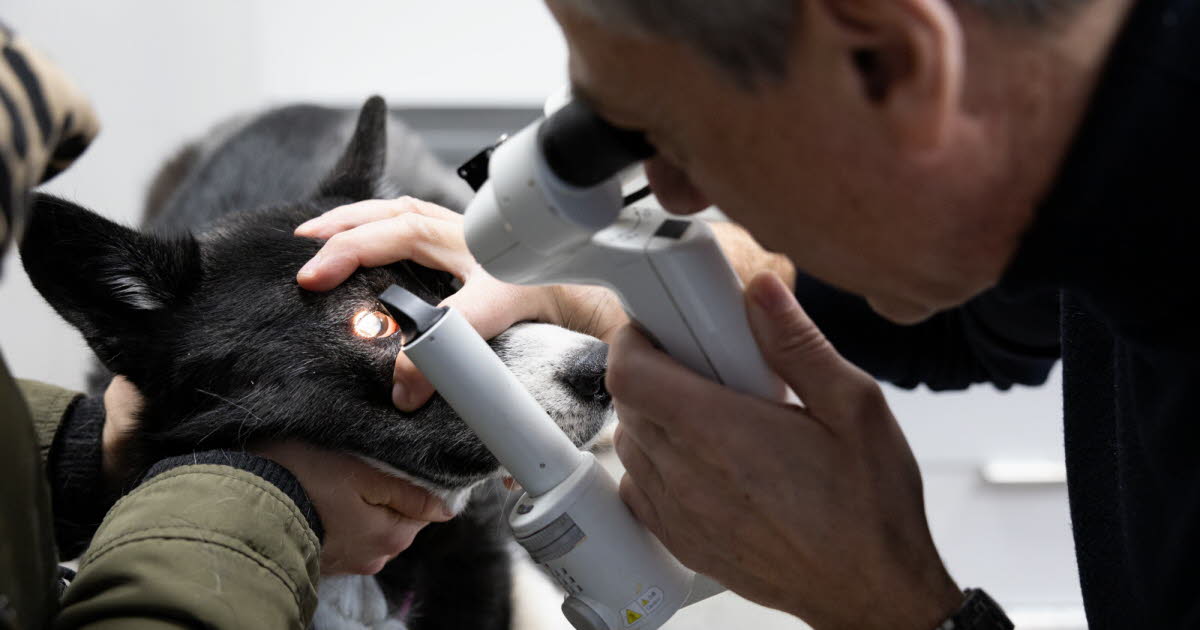 Insolite. À Strasbourg, un œil expert pour la santé des yeux des animaux